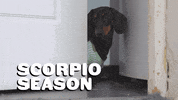 Zodiac Sign Dog GIF by Sealed With A GIF