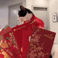 New Year Cat GIF