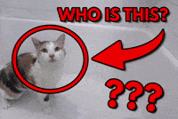 Who Is This What GIF