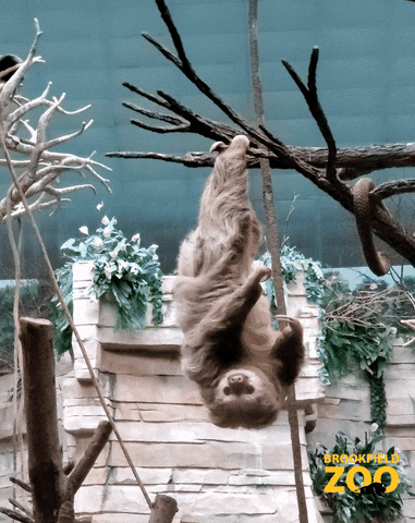 Cute Animals Hanging GIF by Brookfield Zoo