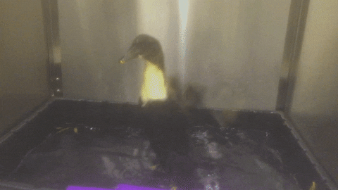 DoveLewisPDX giphyupload GIF