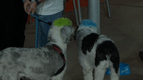 Womens Soccer Dogs GIF by National Women's Soccer League