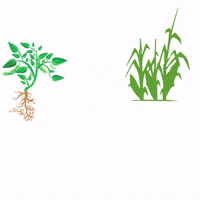 Farm Corn GIF by Legend Seeds