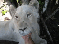 White Lion Enjoys a Good Chin Scratch in South African Nature Park