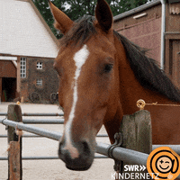 Oh No Look GIF by SWR Kindernetz