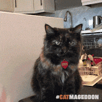 Happy Cat GIF by truth