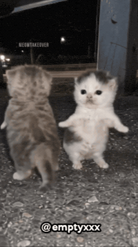 Dance Cats GIF
