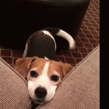 Puppy Beagles GIF