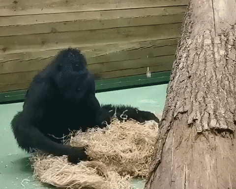 e-Kazan giphyupload GIF