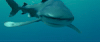 trailer GIF by Sharkwater Extinction