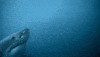 Discovery GIF by Shark Week