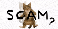 mgtne cat warning alert danger GIF