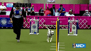 Come On Running GIF by American Kennel Club