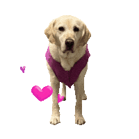 Casey Sticker by OHSU