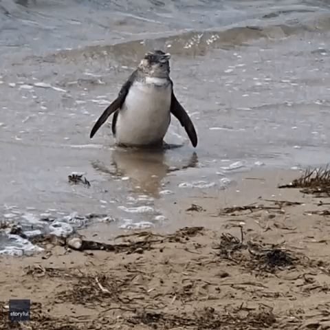 Exhausted Penguin Found on Victoria Beach Far From Colony