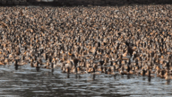 Ducks GIF by NOWNESS