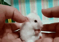 Surprised Mouse GIF
