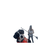 Dog Sup Sticker by sup_pups