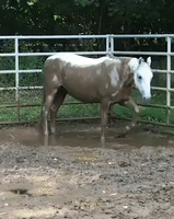 Playful Horse is Covered Head to Hoof in Mud