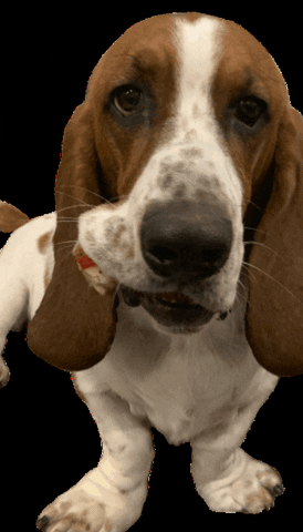 magicplustravel basset hound bassethound GIF