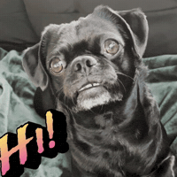 Say Hi Smile GIF