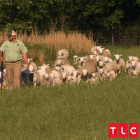 Sheep Farm GIF by TLC