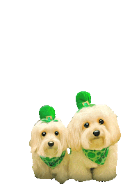 St Patricks Day Dog Sticker by HammyandBrody