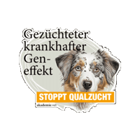 akademievet  Sticker