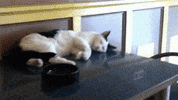 cat morning GIF