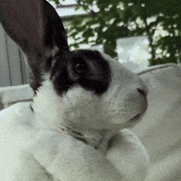Rabbit Watch GIF