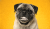Video gif. Pug blinks and smiles wide, showing off bright white human-like teeth.