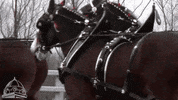 missouri redhawks GIF by SEMissouriState