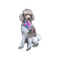 Poodle Sticker by Geekster Pets