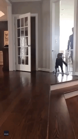 Rescue Dog Learns to Jump, and Now Just Can't Stop
