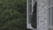 hip hop yes GIF by World Horse Racing