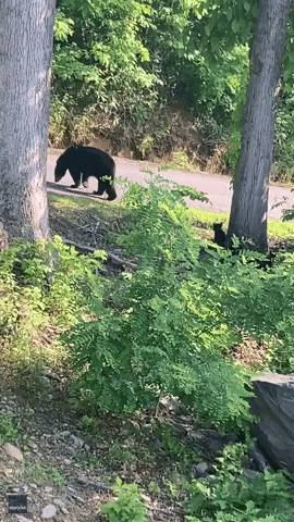 Tiny Bear Cubs Climb Tree at Impressive Speed in Gatlinburg
