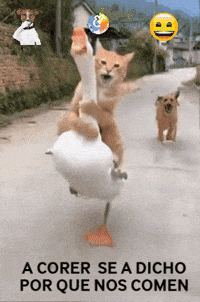 Amigos A Correr GIF by Murcianys LLC