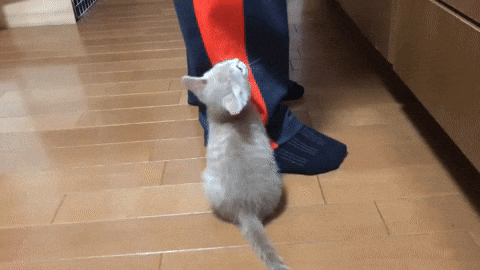 cuteanimalland giphyupload GIF