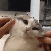 cat die GIF