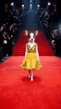 Chihuahua GIF