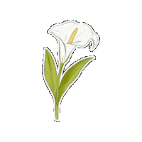 Flower 스티커 Sticker