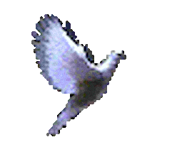 dove STICKER
