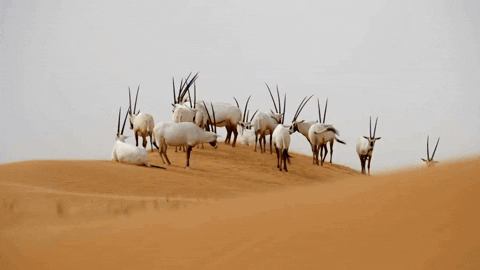 Environment GIF by Great Big Story
