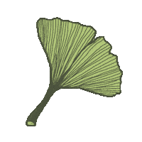 Ginkgo Biloba Winter Sticker