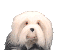 Samson En Gert Dog Sticker by Studio 100