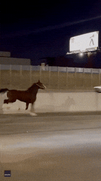 Drivers Spot Horse Galloping Along I-95 in Philadelphia