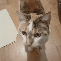 Cute Cat GIF