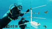blue planet ocean GIF by BESE