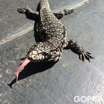 reptiles GIF