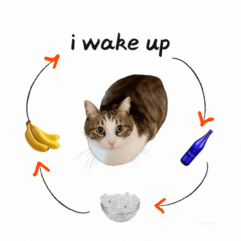 Morning Routine GIF by Furrend